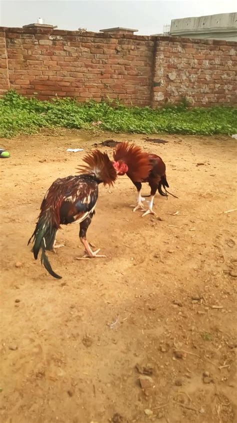 asil gallos|razas gallos pelea.